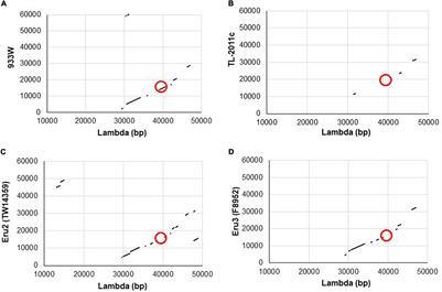 Replication Region Analysis Reveals Non-lambdoid Shiga Toxin Converting Bacteriophages